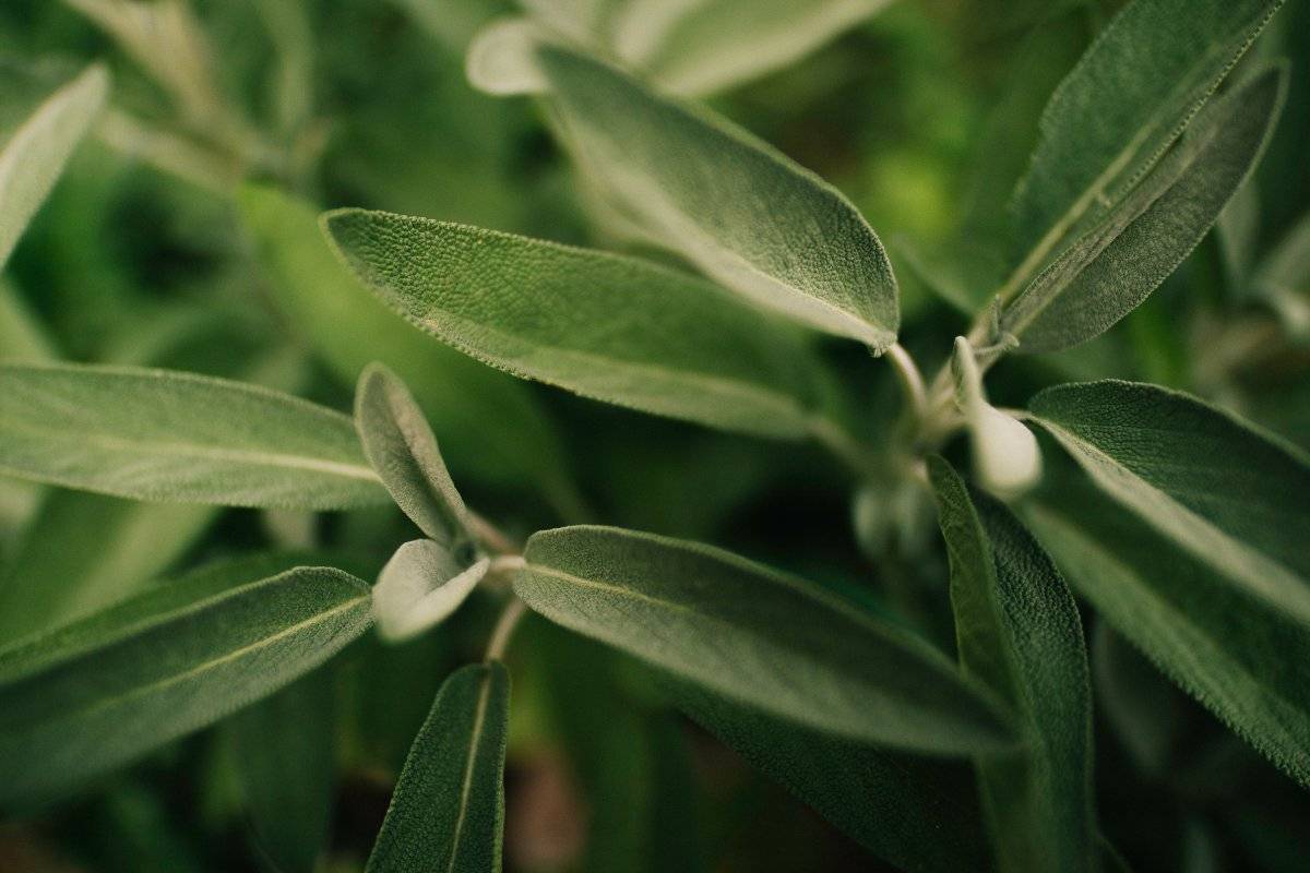 Salvia