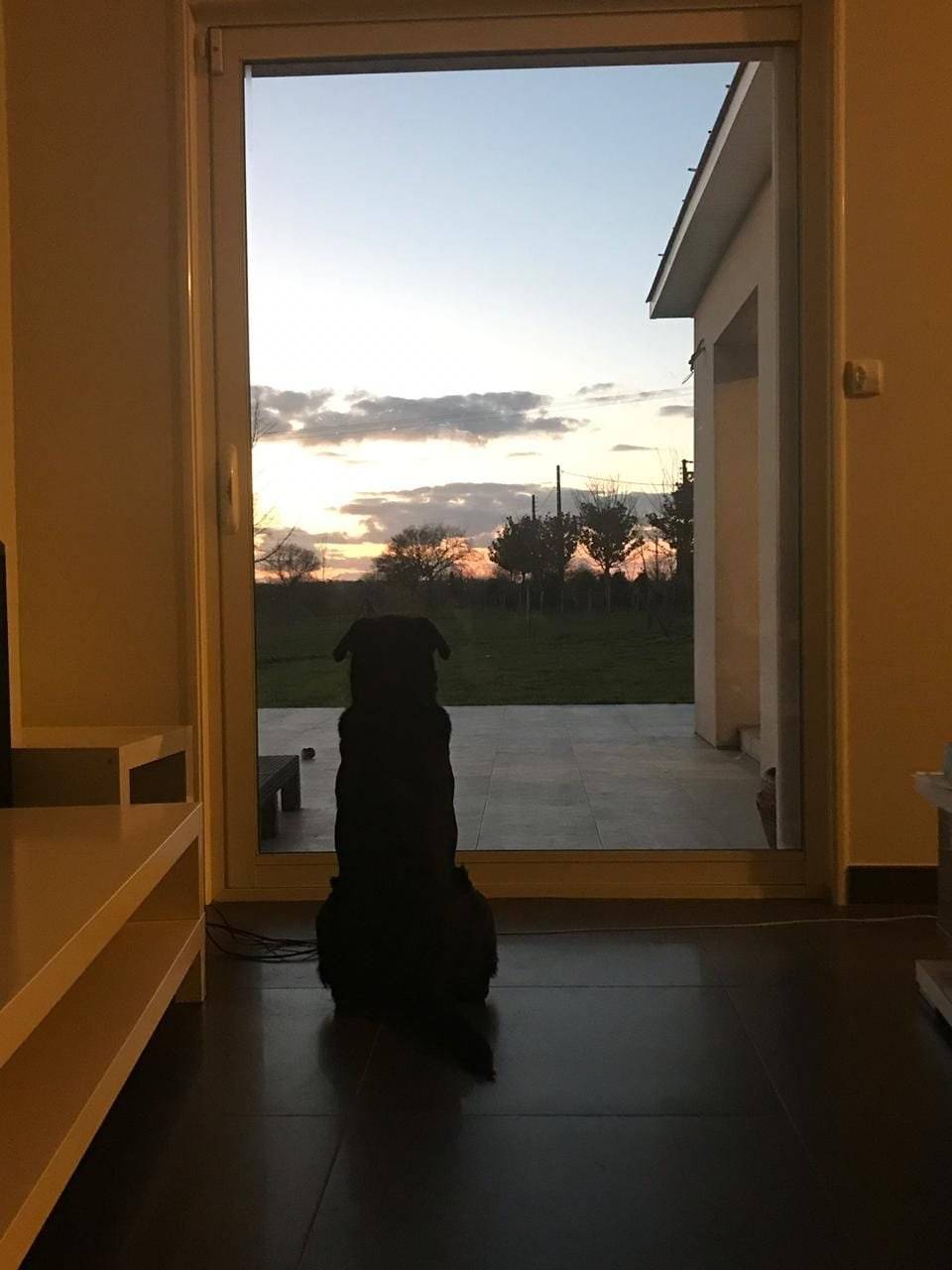 Nala, cachorrinha de Emiliano Sala
