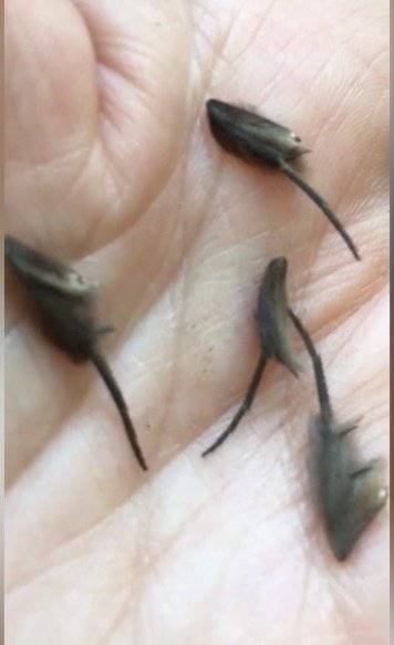 Hombre halló criaturas alienígenas en la cocina de su casa