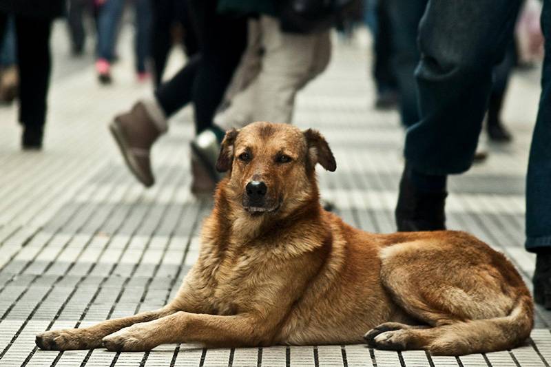 México Ambudog México Ambudog
