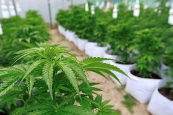 marihuana, cannabis sativa Cannabidiol