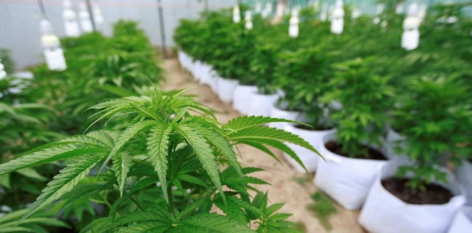 marihuana, cannabis sativa