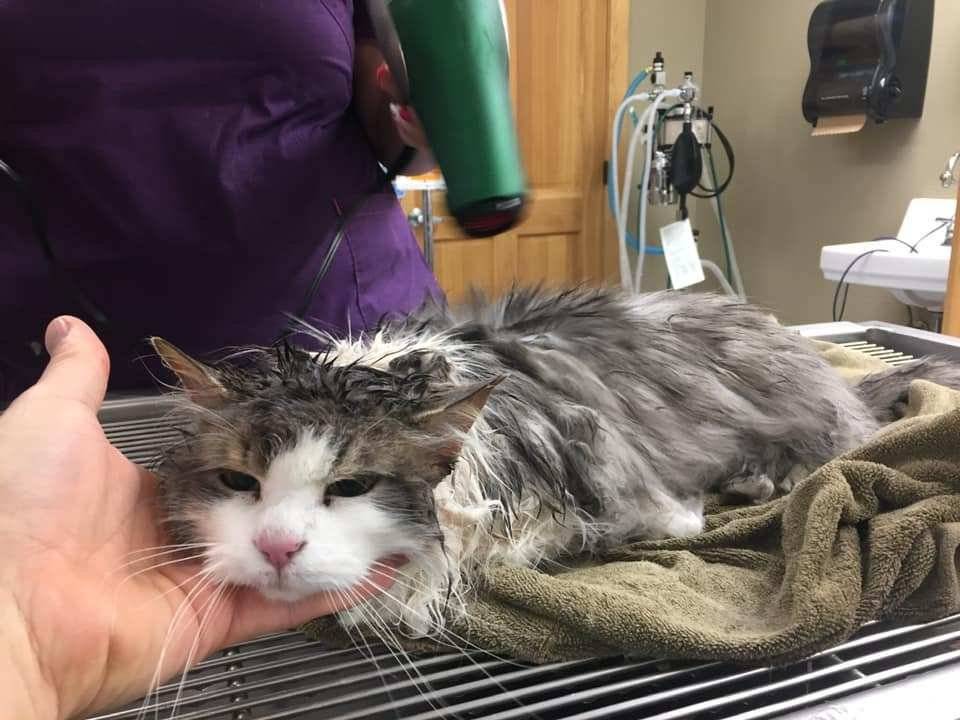Gato Congelado