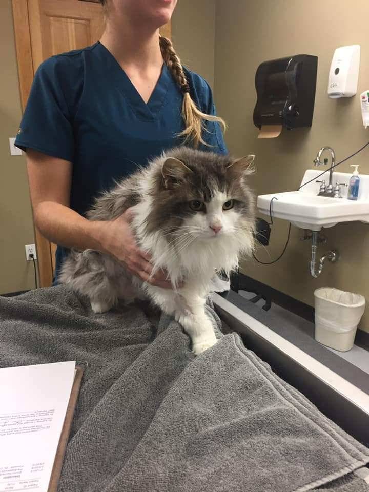 Gato congelado