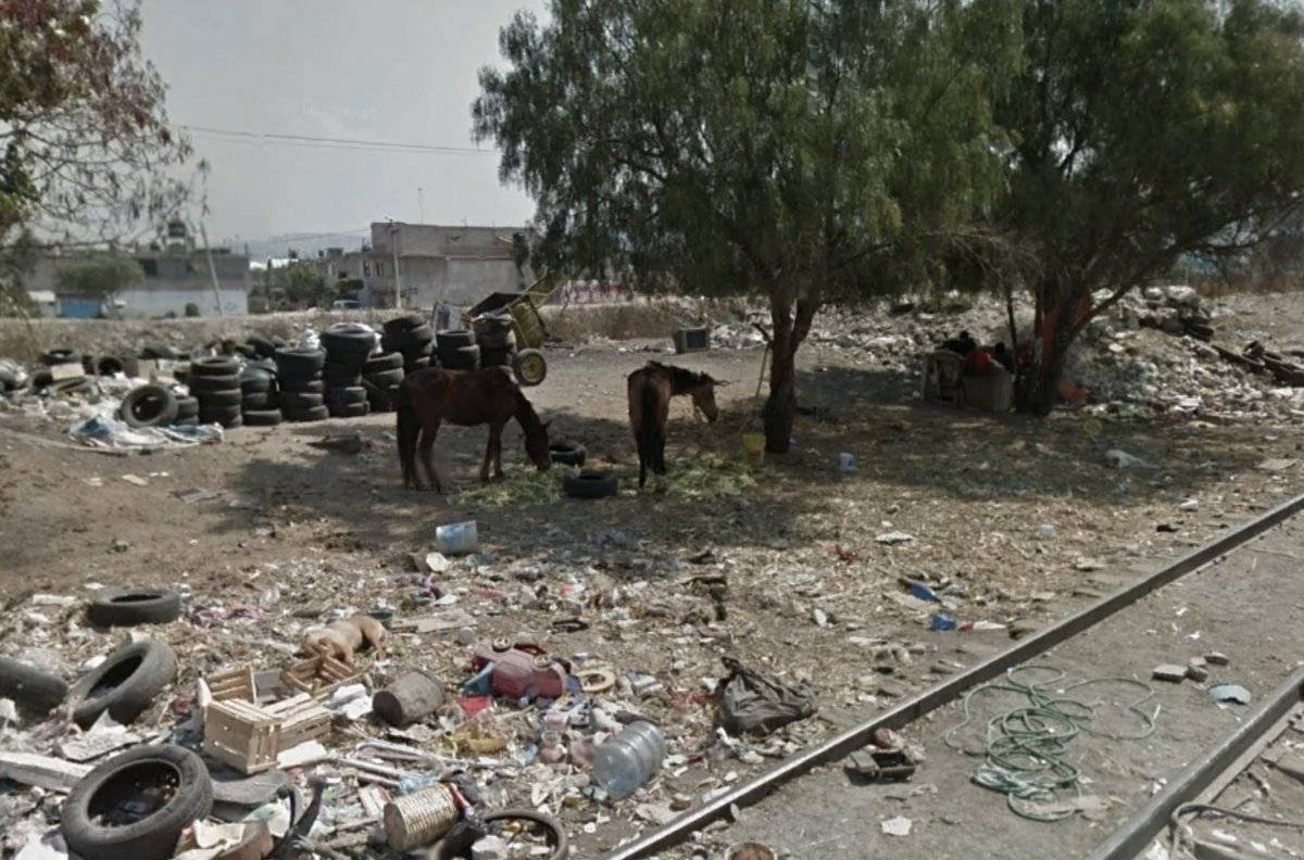 Explotados y maltratados hasta la muerte terminan los caballos de carga en el Edomex.