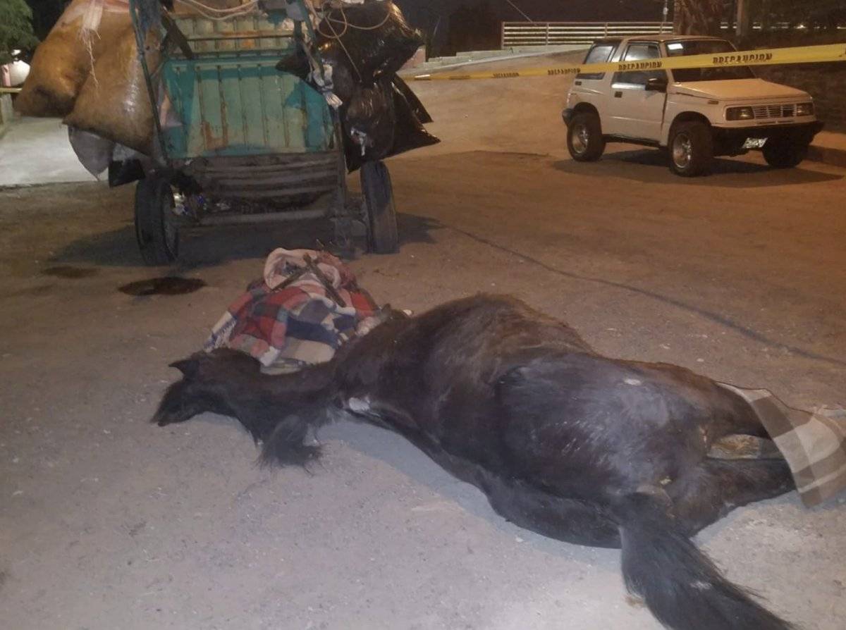 Explotados y maltratados hasta la muerte terminan los caballos de carga en el Edomex.
