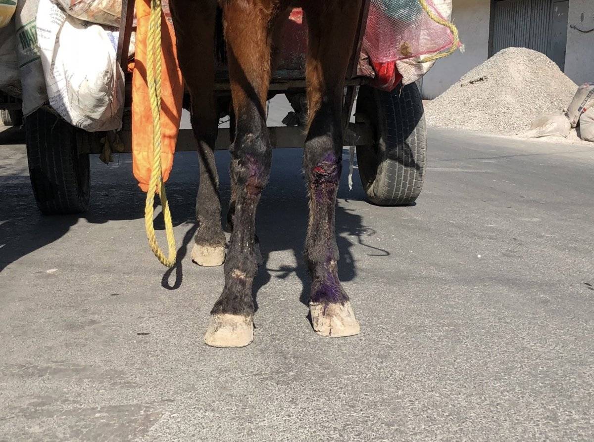 Explotados y maltratados hasta la muerte terminan los caballos de carga en el Edomex.