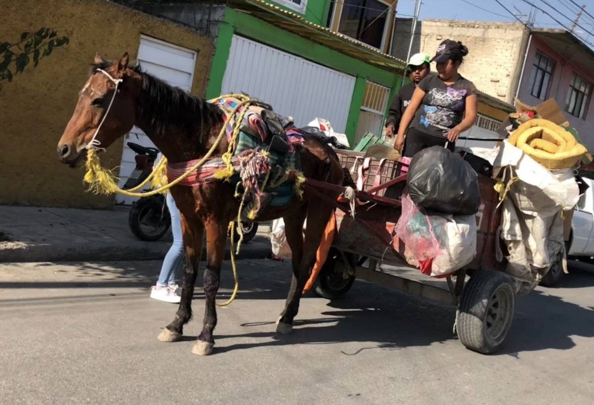 Explotados y maltratados hasta la muerte terminan los caballos de carga en el Edomex.