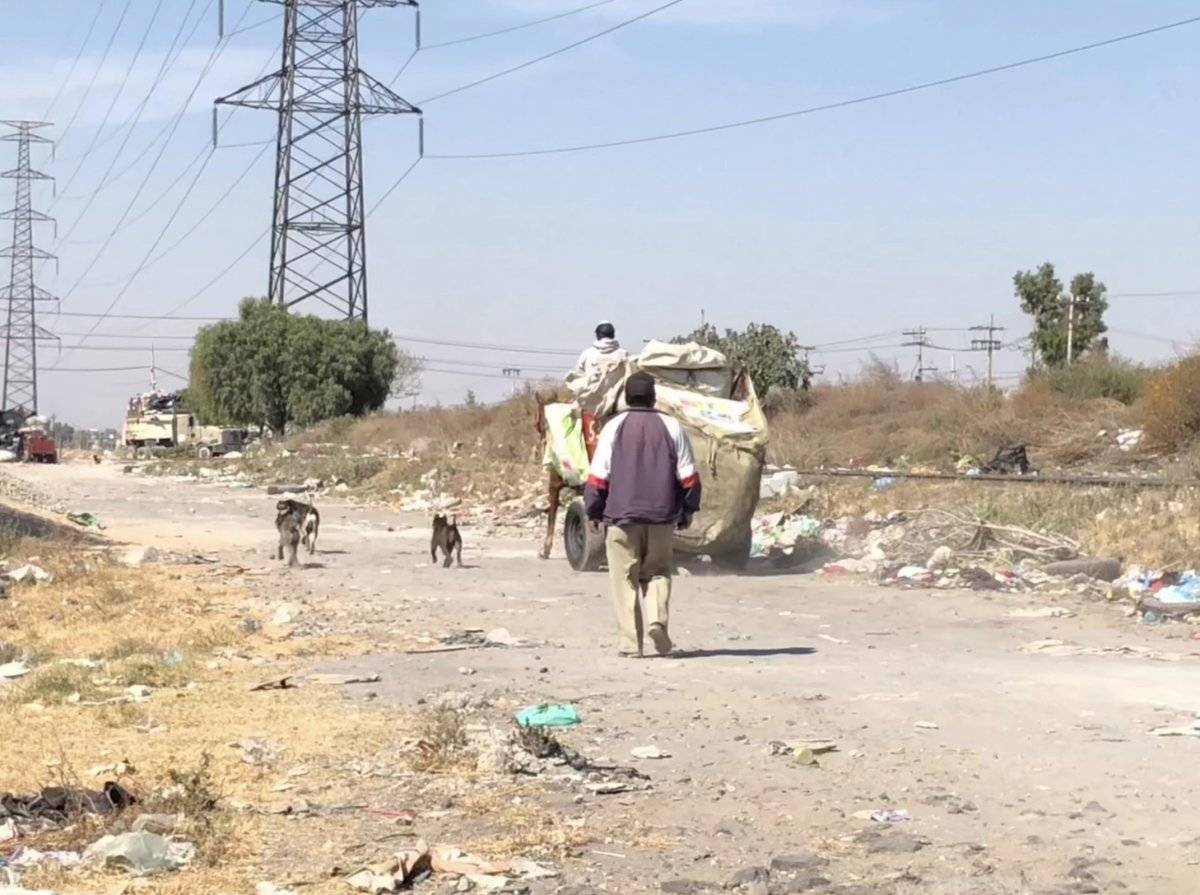 Explotados y maltratados hasta la muerte terminan los caballos de carga en el Edomex.