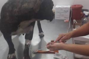 perrita maltratada
