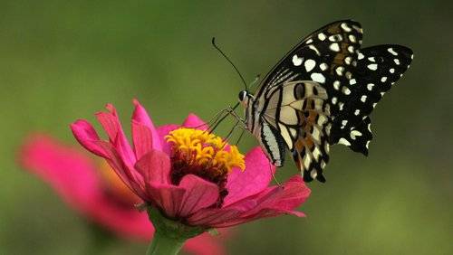 Ecología insectos