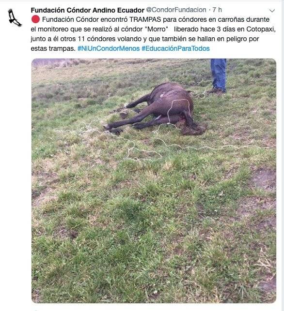 Trampas para capturar cóndores fueron encontradas en páramos de Cotopaxi