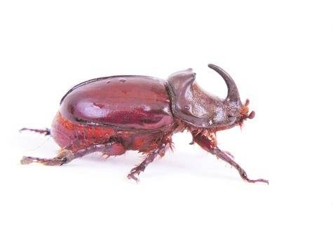 insectos