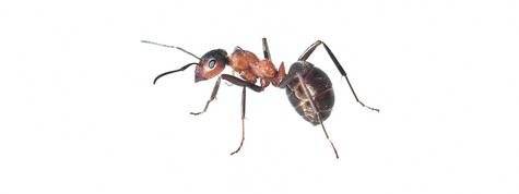insectos