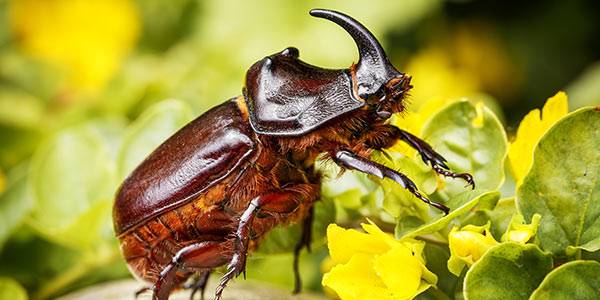 Ecología insectos