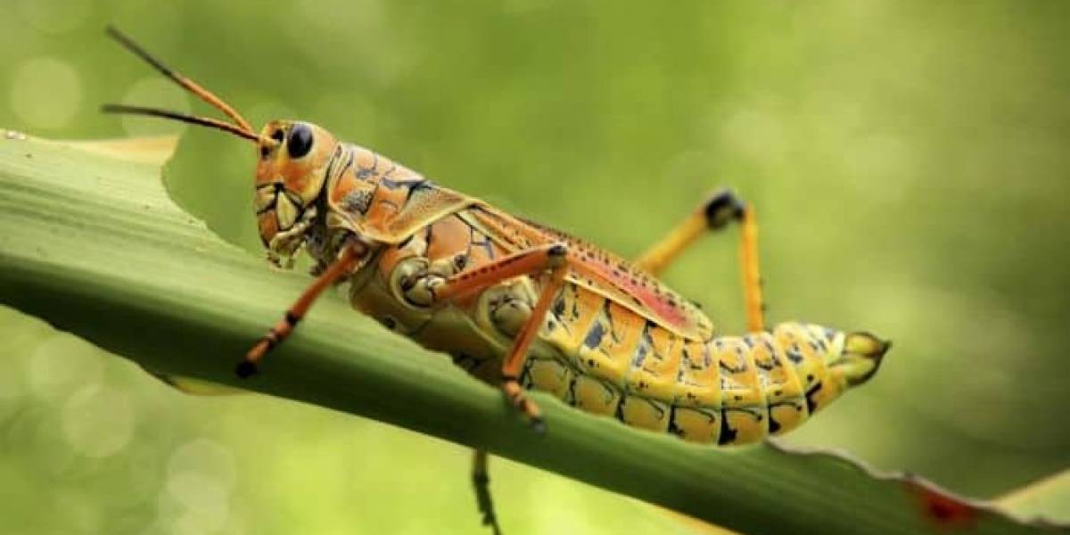 Insectos robots: conoce los dispositivos que alguna vez fueron usados para "espiar"