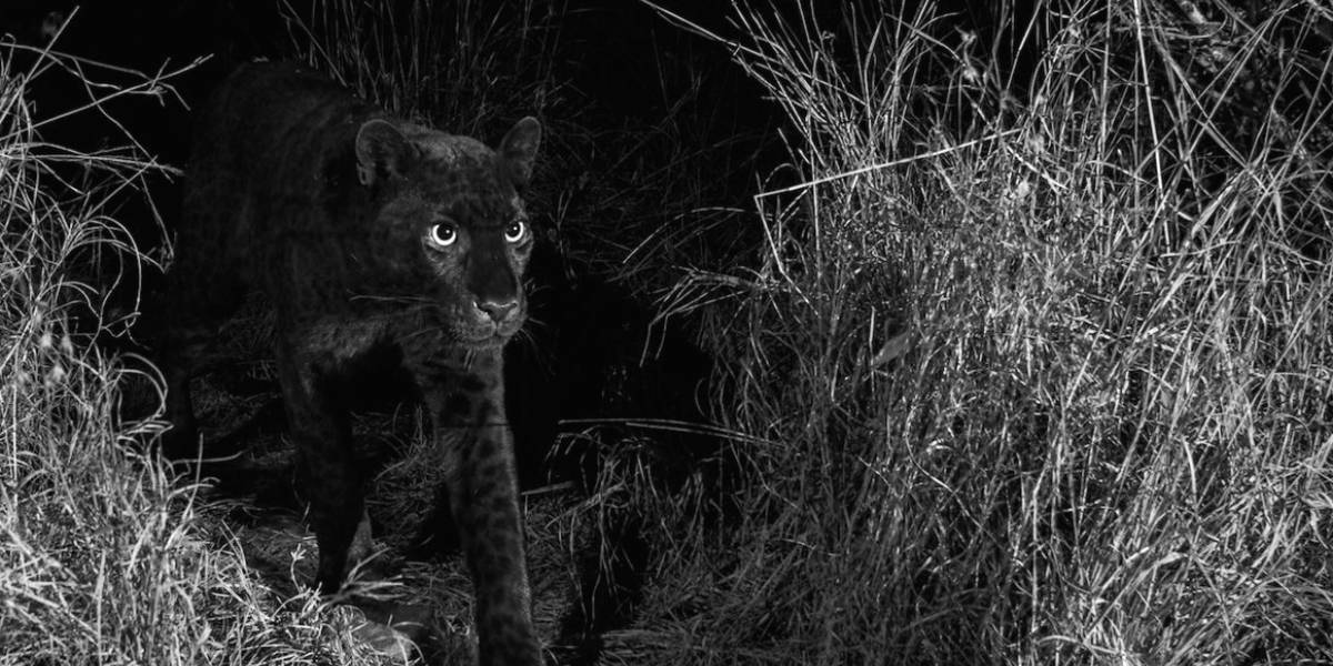 Inédito: Logran fotografiar a una pantera negra africana luego de 100 años