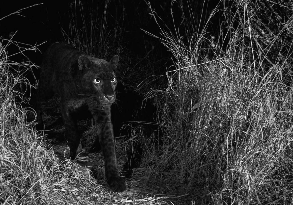 Pantera Negra: encuentran vieja especie del animal que expertos creían extinta Pantera Negra: encuentran vieja especie del animal que expertos creían extinta
