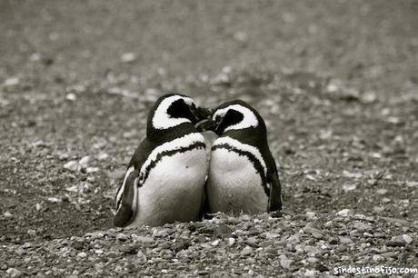 pingüino