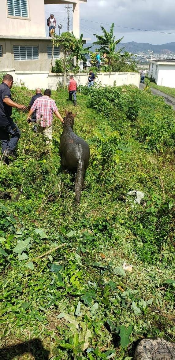 caballo