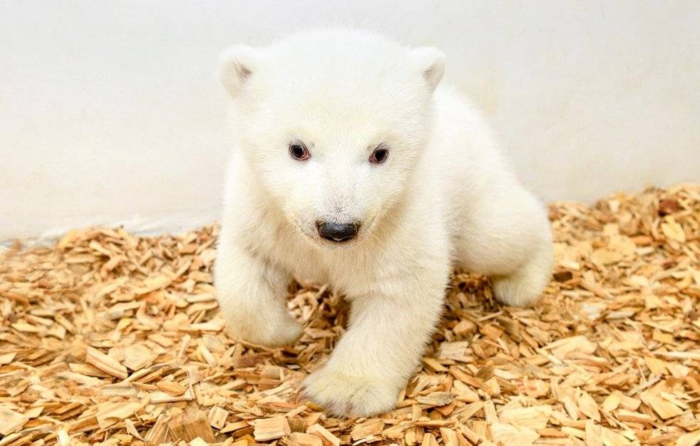 osita polar