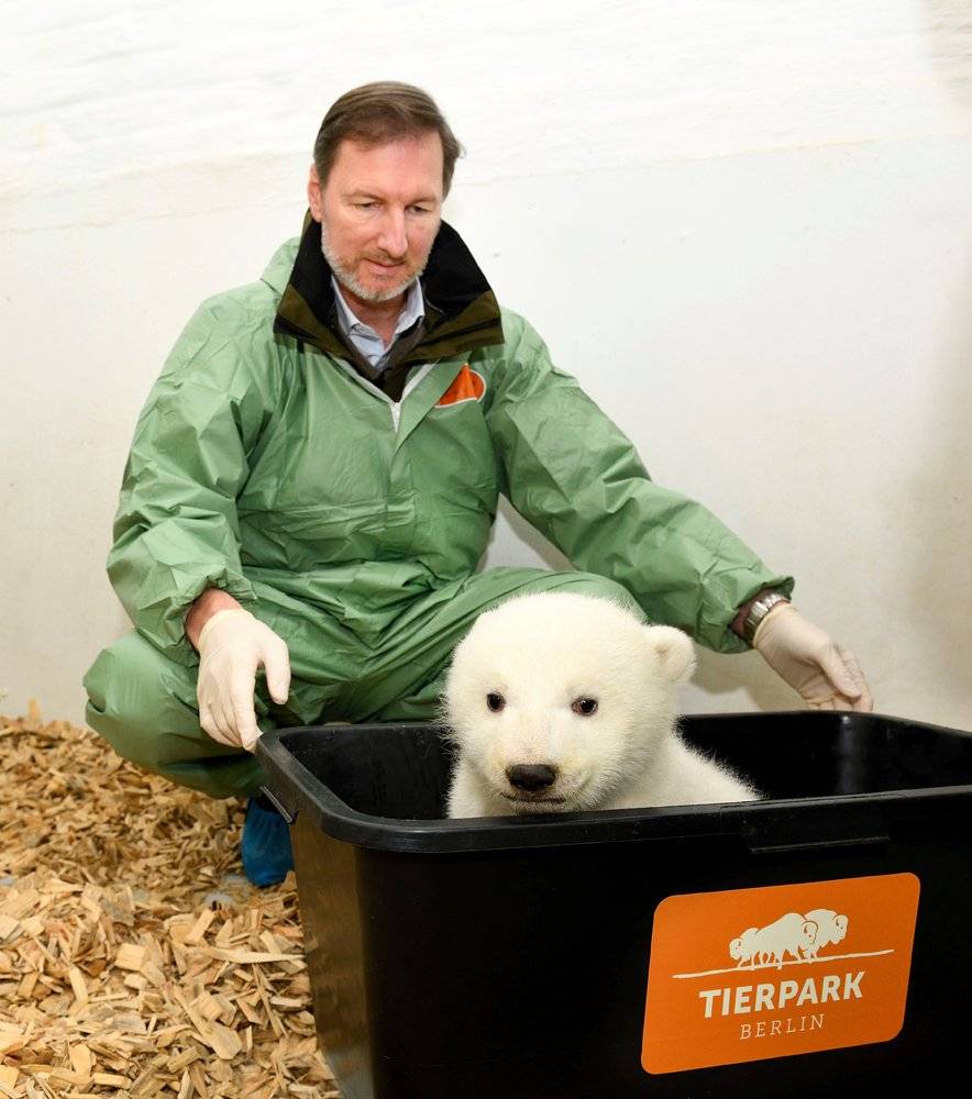 osita polar