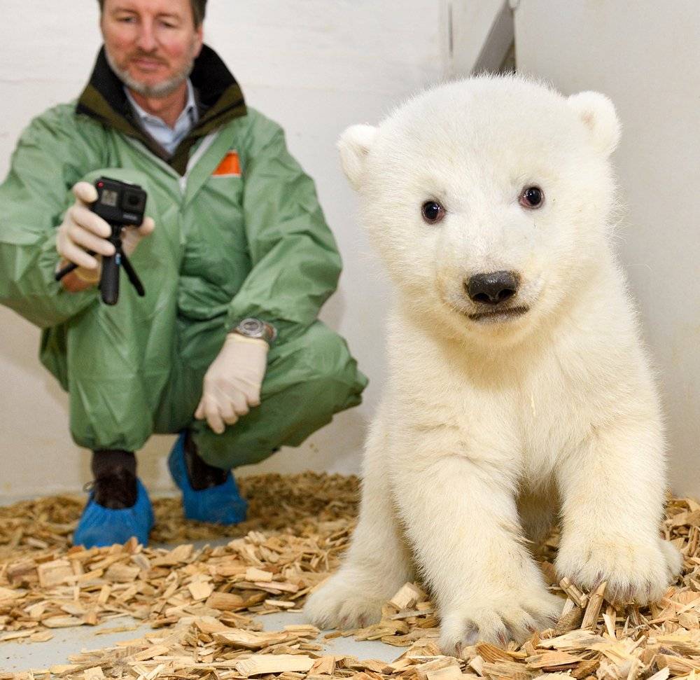 osita polar