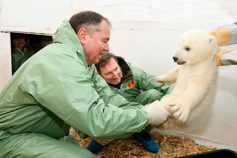 osita polar
