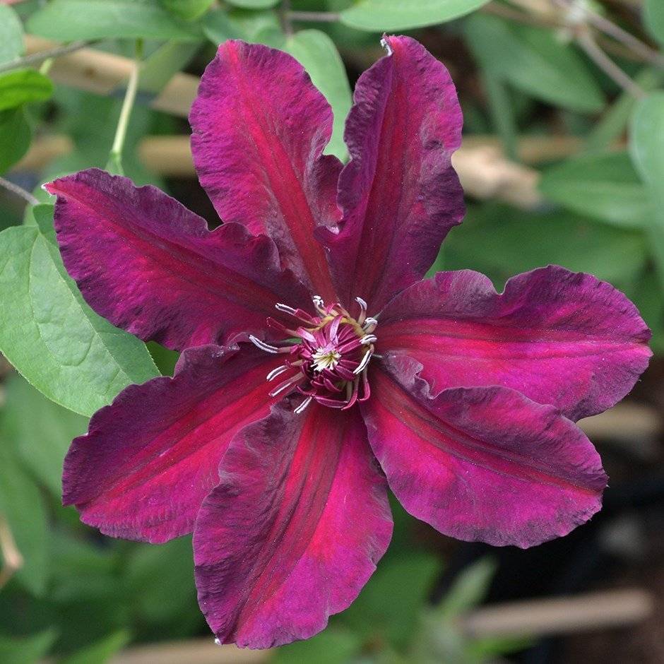 flor_547