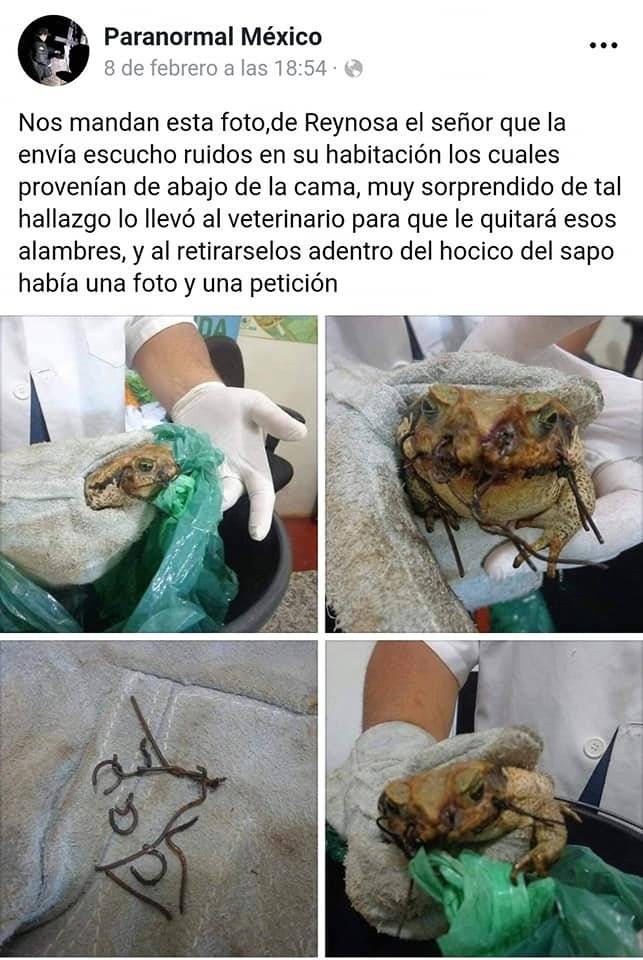 Sapo