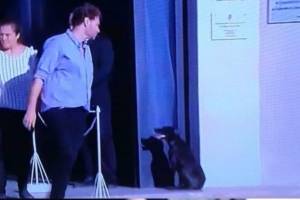 https://www.publimetro.com.mx/mx/deportes/2019/02/16/la-perrita-emiliano-sala-lo-seguia-esperando-funeral.html