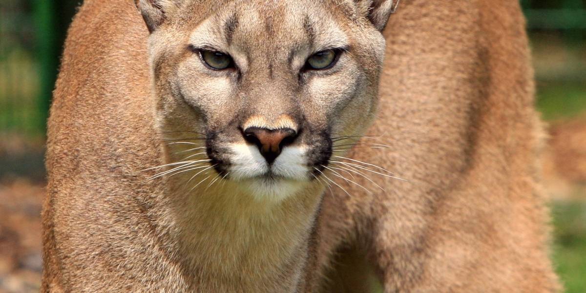 Este es el increíble testimonio del hombre que mató a un puma con sus propias manos
