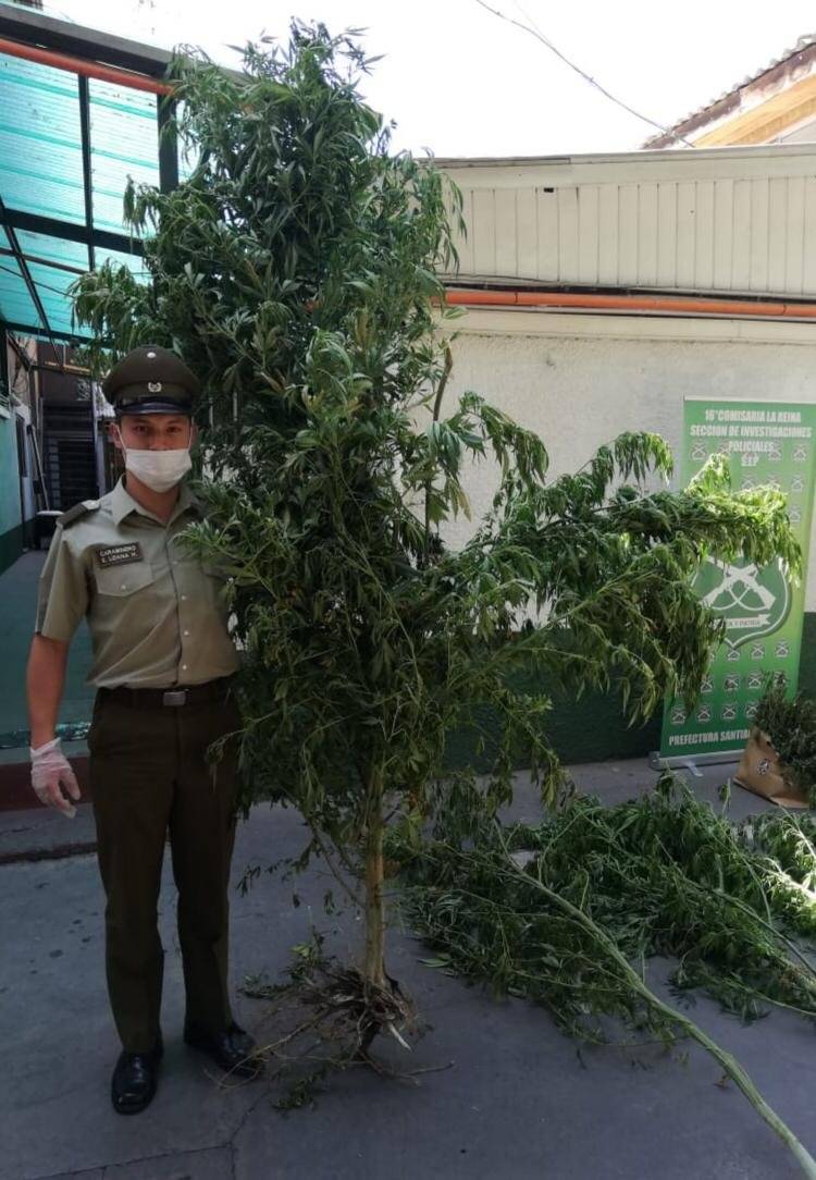 Incautación marihuana en La Reina