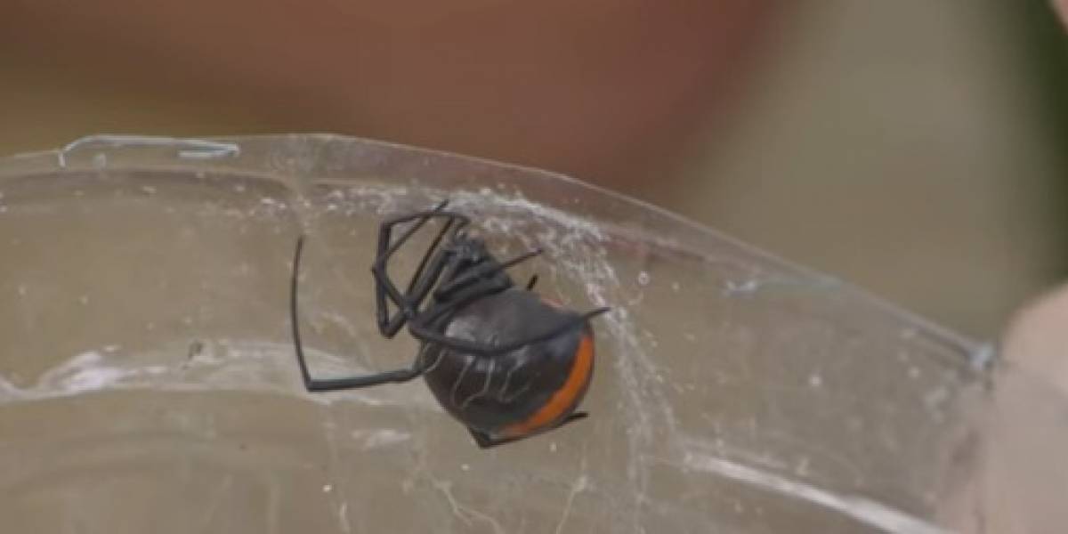 Terror: Descubren una araña Viuda Negra mucho más grande y mortal