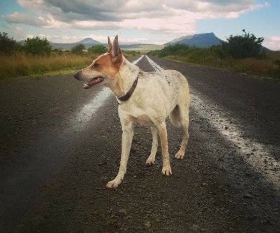 En un aterrador caso de maltrato animal, hombre enterró viva