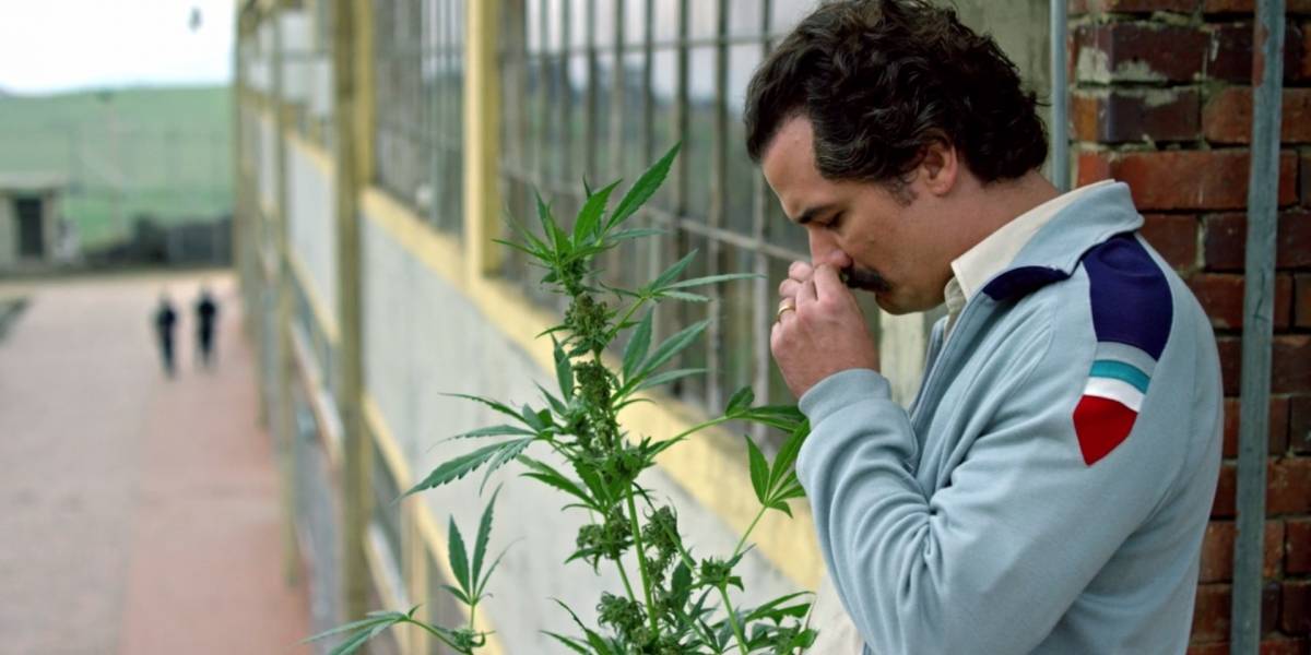 A más leyes restrictivas, mayor consumo de marihuana según estudio