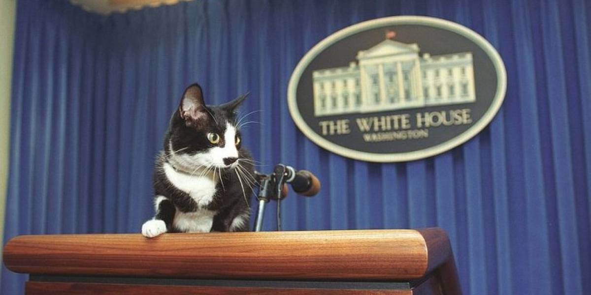 Día Internacional del Gato: ¿Qué tiene que ver Bill Clinton en esto?