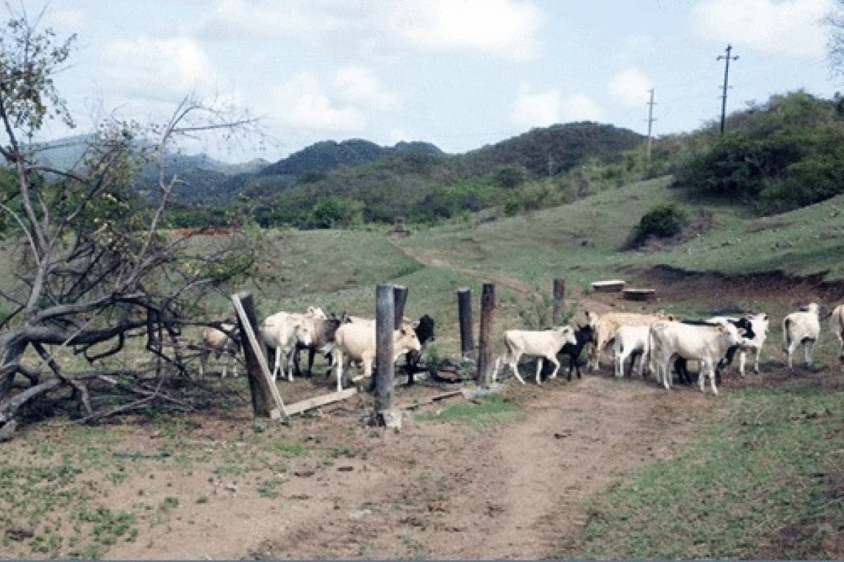 Lusitano1