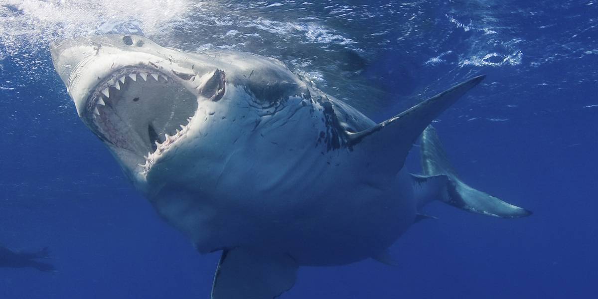 ¡Hito! Científicos logran decodificar el genoma del tiburón blanco y podría ser relevante para tratar el cáncer
