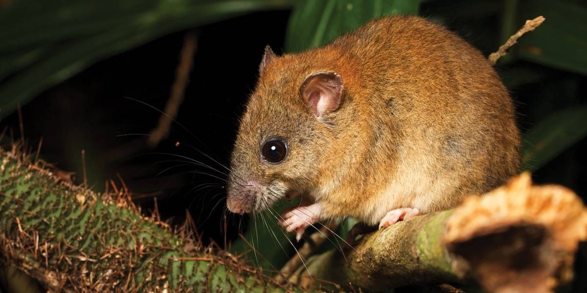 Melomys: El primer animal del mundo extinto a causa del cambio climático