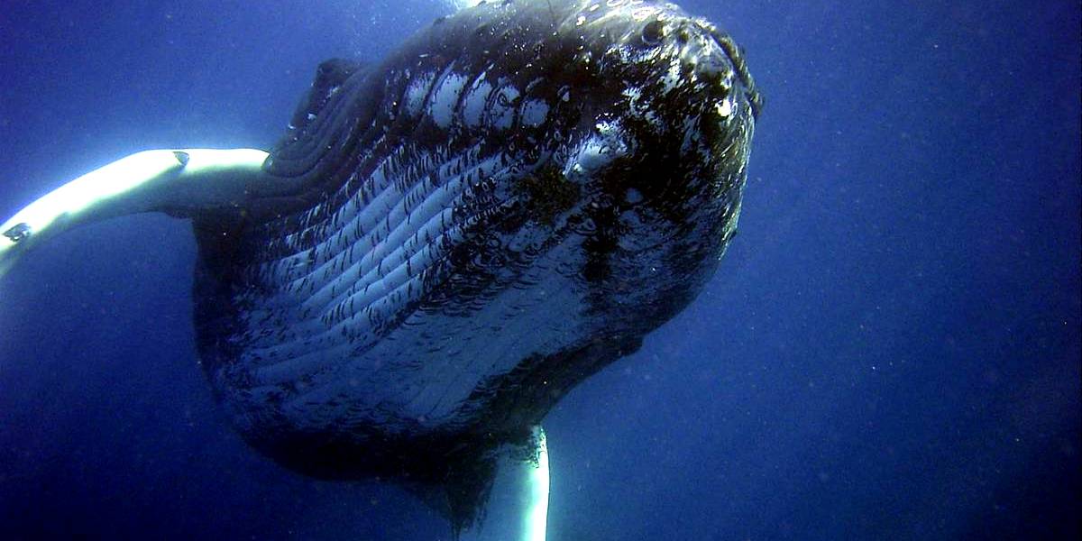 Preocupante: Encuentran químicos tóxicos en ballenas azules del hemisferio sur