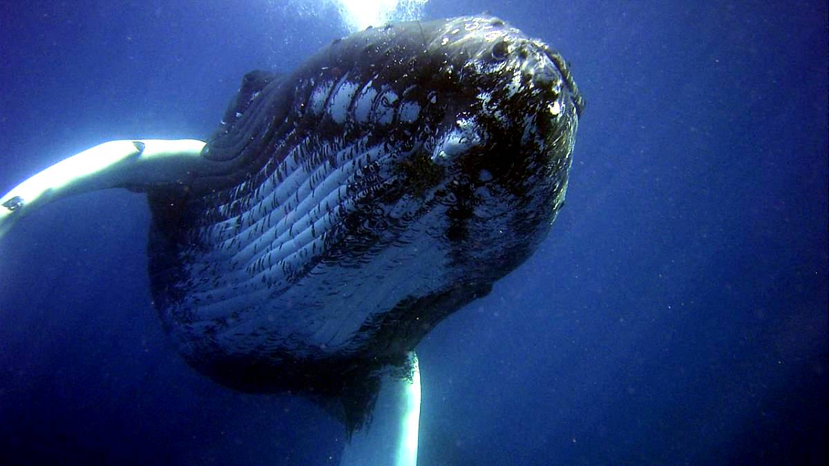 Estudio señala que las ballenas cumplen un rol trascendental en la lucha con el cambio climático
