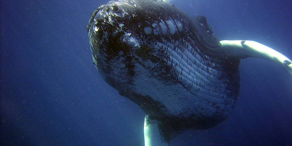 Pescadores encuentran ballena domesticada con raro arnés de origen ruso