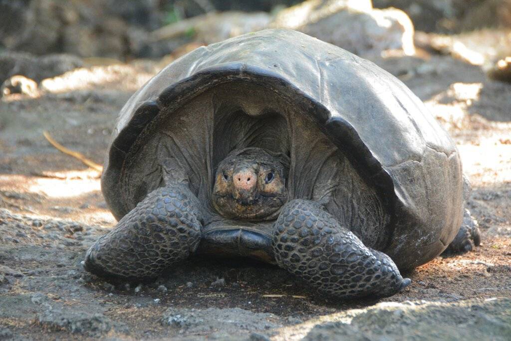 tortuga galápagos