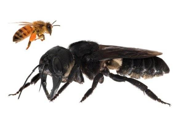 Abeja gigante