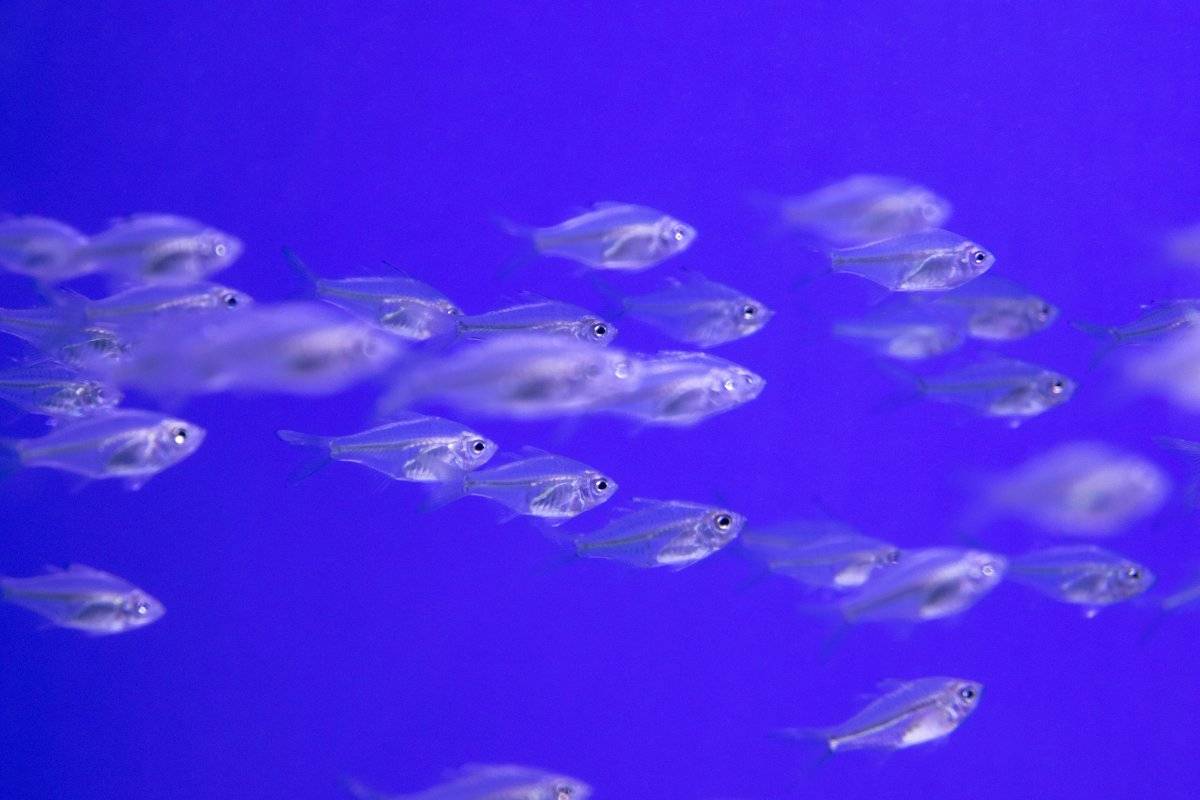 Peces