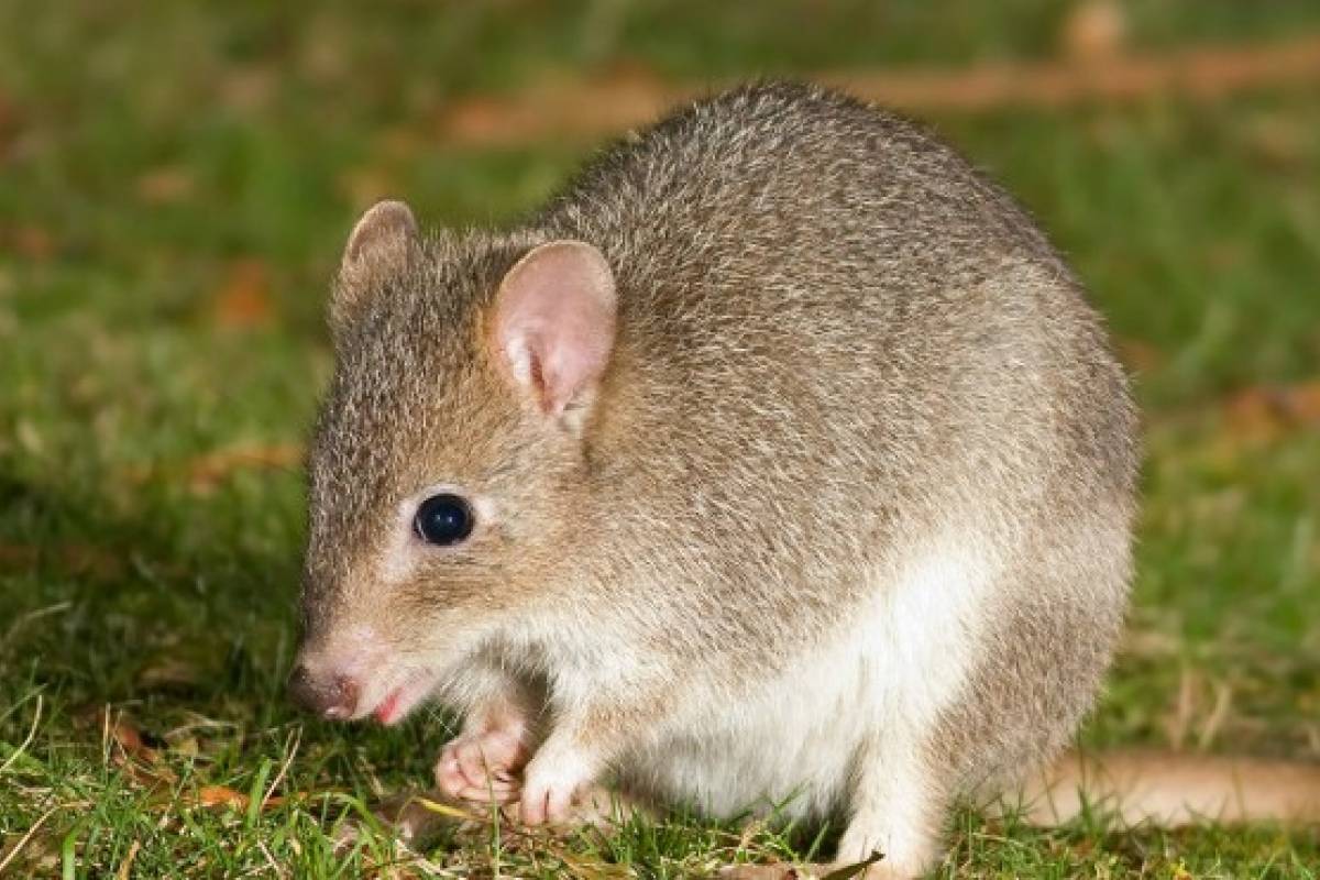 Melomys Melomys