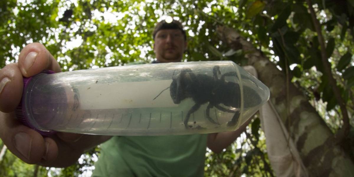 Descubren abeja gigante que se creía extinta en Indonesia