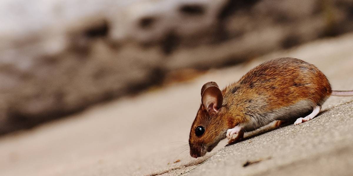 Ciencia: estudio identificó dos membranas en los ratones que altera los niveles de agresión y deseo sexual