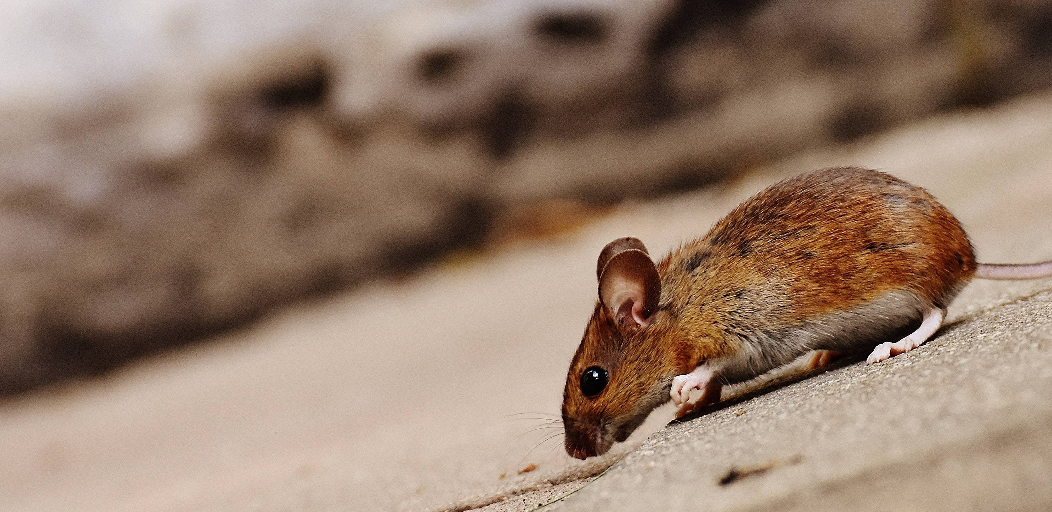 Ratón Ratón